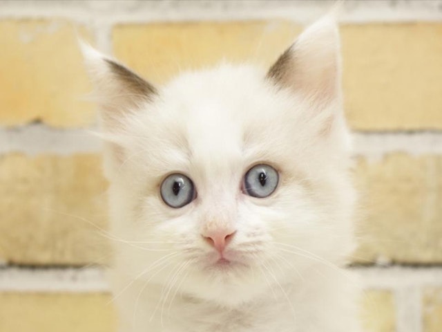 熊本県のラグドール (ペッツワン熊本宇土店/2024年3月18日生まれ/男の子/ブルーポイントバイカラー)の子猫